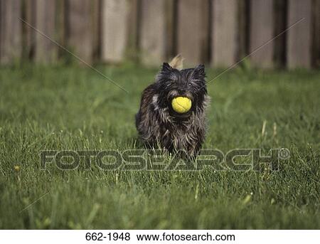 Border Terrier carrying a tennis ball in its mouth View Large Photo Image Stock Photo - Border Terrier carrying a tennis ball in its mouth. Fotosearch