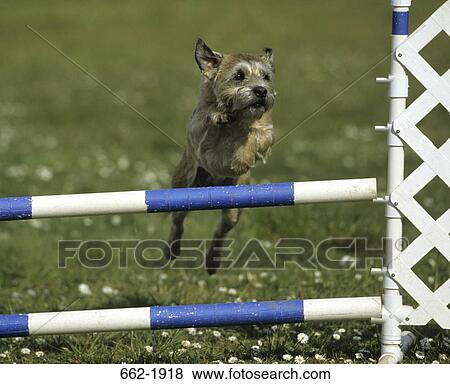 Border Terrier jumping a winged single jump View Large Photo Image Stock Photo - Border Terrier jumping a winged single jump. Fotosearch