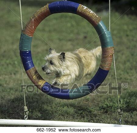 Border Terrier leaping through a tire View Large Photo Image Stock Image - Border Terrier leaping through a tire. Fotosearch