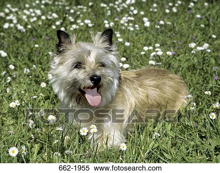 Border Terrier panting in a field View Large Photo Image Stock Photography - Border Terrier panting in a field. Fotosearch