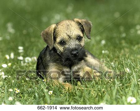 Border Terrier puppy sitting in a field View Large Photo Image Picture - Border Terrier puppy sitting in a field. Fotosearch