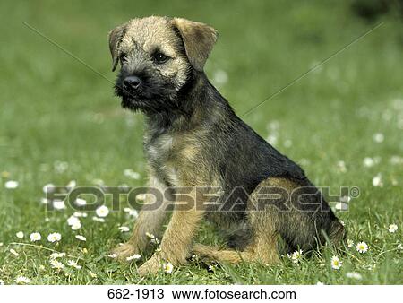 Border Terrier puppy sitting in a field View Large Photo Image Stock Image - Border Terrier puppy sitting in a field. Fotosearch
