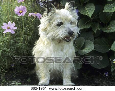 Border Terrier sitting in a field View Large Photo Image Stock Image - Border Terrier sitting in a field. Fotosearch