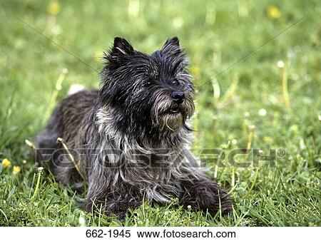 Border Terrier sitting in a field View Large Photo Image Stock Photography - Border Terrier sitting in a field. Fotosearch