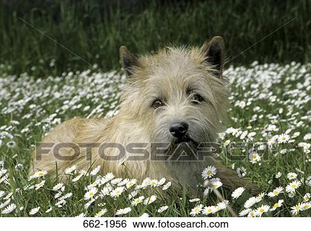 Border Terrier sitting in a flower field View Large Photo Image Stock Photograph - Border Terrier sitting in a flower field. Fotosearch