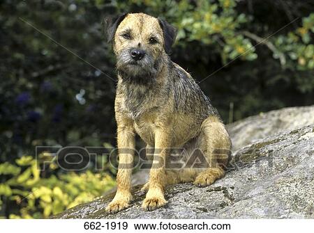 Stock Photo - Border Terrier sitting on a rock. Fotosearch