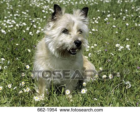 Picture - Border Terrier snarling in a field. Fotosearch