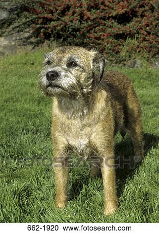 Stock Image - Border Terrier standing in a field. Fotosearch