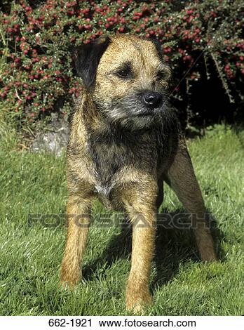 Border Terrier standing in a field View Large Photo Image Stock Image - Border Terrier standing in a field. Fotosearch