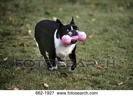 Boston Terrier carrying a dumbbell in its mouth View Large Photo Image Stock Photo - Boston Terrier carrying a dumbbell in its mouth. Fotosearch