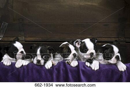 Boston Terrier puppies in a wooden box View Large Photo Image Picture - Boston Terrier puppies in a wooden box. Fotosearch