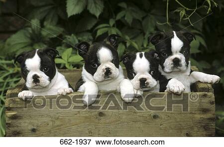 Boston Terrier puppies in a wooden box View Large Photo Image Stock Photo - Boston Terrier puppies in a wooden box. Fotosearch