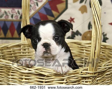 Boston Terrier puppy in a wicker basket View Large Photo Image Stock Image - Boston Terrier puppy in a wicker basket. Fotosearch