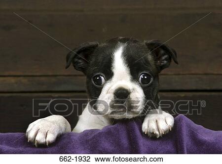 Boston Terrier puppy in a wooden box View Large Photo Image Stock Image - Boston Terrier puppy in a wooden box. Fotosearch