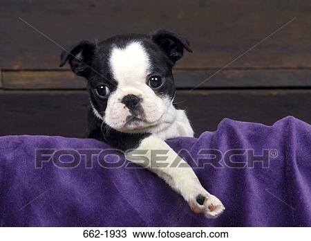Boston Terrier puppy in a wooden box View Large Photo Image Stock Image - Boston Terrier puppy in a wooden box. Fotosearch