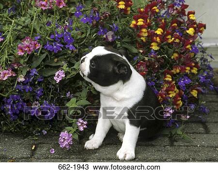 Boston Terrier puppy smelling flowers View Large Photo Image Stock Image - Boston Terrier puppy smelling flowers. Fotosearch