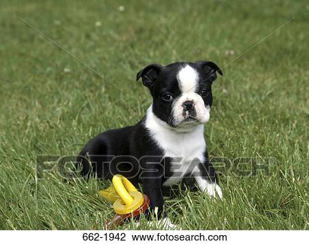Stock Image - Boston Terrier puppy with a toy key ring in a field. Fotosearch