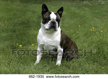 Boston Terrier sitting in a field View Large Photo Image Stock Photography - Boston Terrier sitting in a field. Fotosearch
