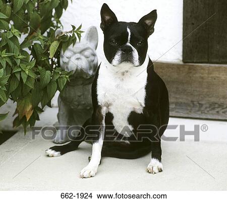 Picture - Boston Terrier sitting near its statue. Fotosearch
