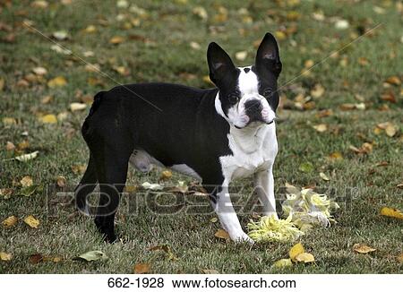 Stock Photo - Boston Terrier with a dog bone in a field. Fotosearch
