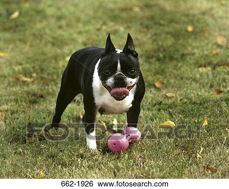Stock Photograph - Boston Terrier with a dumbbell in a field. Fotosearch