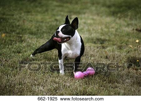 Stock Photography - Boston Terrier with a dumbbell in a field. Fotosearch