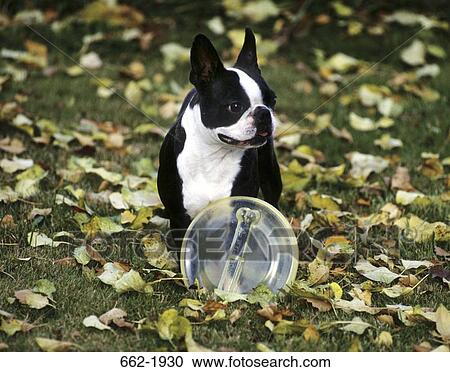 Boston Terrier with a plastic disc in a field View Large Photo Image Stock Image - Boston Terrier with a plastic disc in a field. Fotosearch