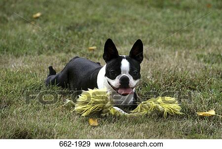 Boston Terrier with a training dummy in a field View Large Photo Image Stock Photo - Boston Terrier with a training dummy in a field. Fotosearch