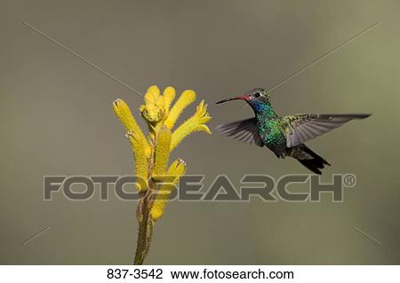 Stock Image - Broad-Billed hummingbird (Cynanthus latirostris) hovering over flowers. Fotosearch