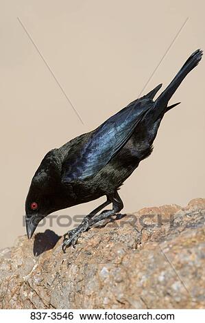 Bronzed cowbird (Molothrus aeneus) perching on a rock View Large Photo Image Stock Photograph - Bronzed cowbird (Molothrus aeneus) perching on a rock. Fotosearch