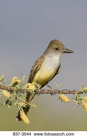 Brown-Crested Flycatcher (Myiarchus tyrannulus) perching on a branch View Large Photo Image Picture - Brown-Crested Flycatcher (Myiarchus tyrannulus) perching on a branch. Fotosearch