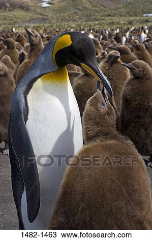Stock Image - Brown, eating, penguin, bird, day, outdoors, South America. Fotosearch