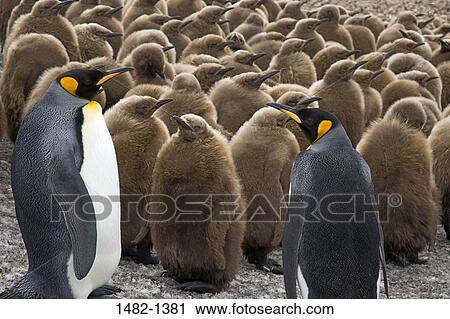 Brown, penguin, bird, day, outdoors, South America, abundance View Large Photo Image Stock Image - Brown, penguin, bird, day, outdoors, South America, abundance. Fotosearch