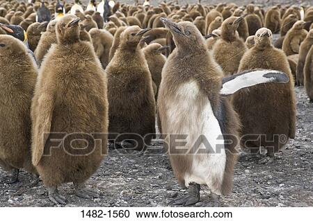 Brown, penguin, bird, day, outdoors, South America, fluffy View Large Photo Image Stock Image - Brown, penguin, bird, day, outdoors, South America, fluffy. Fotosearch