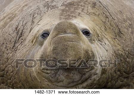 Brown, seal, day, outdoors, detail, sea life, close-up View Large Photo Image Stock Image - Brown, seal, day, outdoors, detail, sea life, close-up. Fotosearch