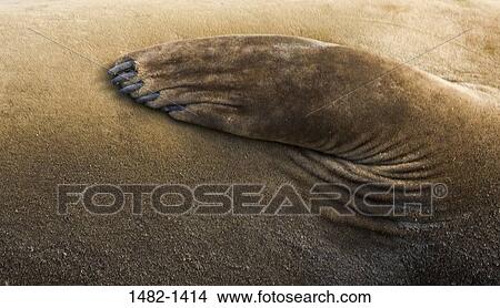 Brown, seal, day, outdoors, flipper, detail, sea life View Large Photo Image Picture - Brown, seal, day, outdoors, flipper, detail, sea life. Fotosearch