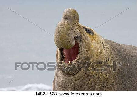 bull, seal, day, outdoors, noise, calling, communication View Large Photo Image Stock Photo - bull, seal, day, outdoors, noise, calling, communication. Fotosearch