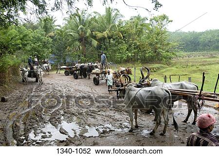 Bullock carts on a muddy road, Kerala, India View Large Photo Image Stock Image - Bullock carts on a muddy road, Kerala, India. Fotosearch