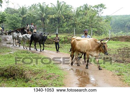 Bulls and men on a muddy road, Kerala, India View Large Photo Image Stock Image - Bulls and men on a muddy road, Kerala, India. Fotosearch