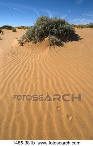 Bush in a desert, Goblin Valley State Park, Emery County, Utah, USA View Large Photo Image Stock Image - Bush in a desert, Goblin Valley State Park, Emery County, Utah, USA. Fotosearch