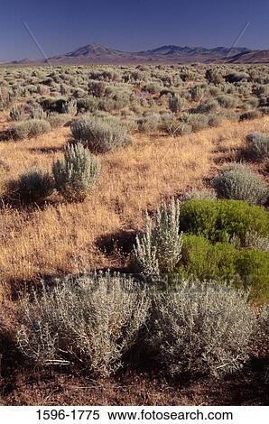 Bushes on an arid landscape, Alvord Desert, Burns, Oregon, USA View Large Photo Image Stock Photography - Bushes on an arid landscape, Alvord Desert, Burns, Oregon, USA. Fotosearch