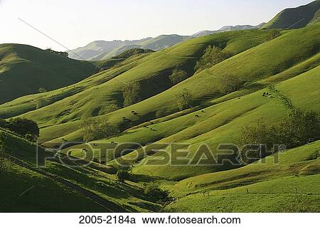Cattle grazing on hills, Cambria, San Luis Obispo County, California, USA View Large Photo Image Stock Image - Cattle grazing on hills, Cambria, San Luis Obispo County, California, USA. Fotosearch