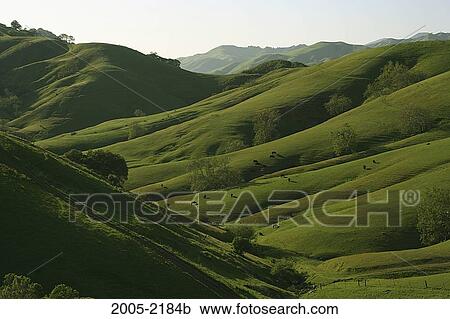 Cattle grazing on hills, Cambria, San Luis Obispo County, California, USA View Large Photo Image Stock Image - Cattle grazing on hills, Cambria, San Luis Obispo County, California, USA. Fotosearch