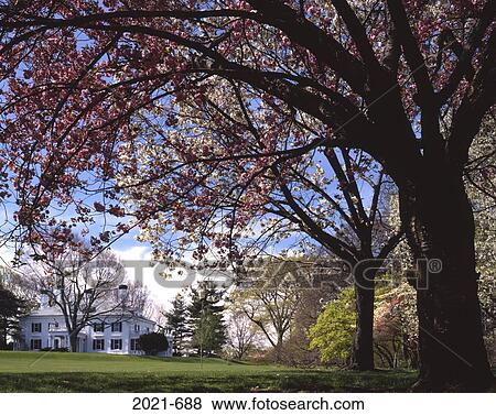 Cherry Blossom Trees In A Garden Frelinghuysen Arboretum