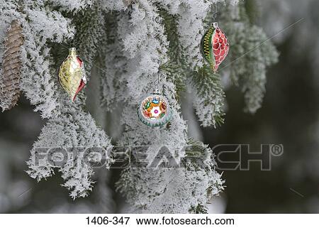 Christmas ornaments hanging on a frost covered pine tree View Large Photo Image Stock Photo - Christmas ornaments hanging on a frost covered pine tree. Fotosearch