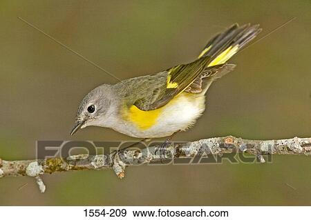 Close-up of a American redstart (Setophaga ruticilla) perching on a branch View Large Photo Image Stock Photo - Close-up of a American redstart (Setophaga ruticilla) perching on a branch. Fotosearch