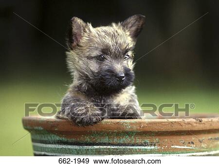 Close-up of a Border Terrier in a flower pot View Large Photo Image Stock Photo - Close-up of a Border Terrier in a flower pot. Fotosearch
