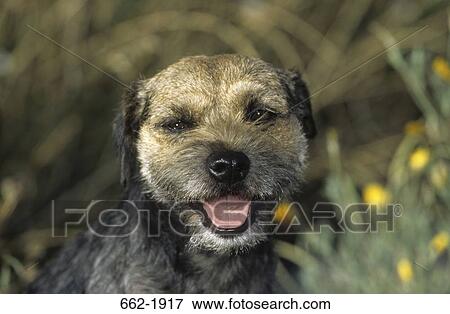 Close-up of a Border Terrier panting View Large Photo Image Stock Photo - Close-up of a Border Terrier panting. Fotosearch