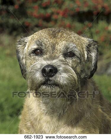 Close-up of a Border Terrier View Large Photo Image Stock Image - Close-up of a Border Terrier. Fotosearch