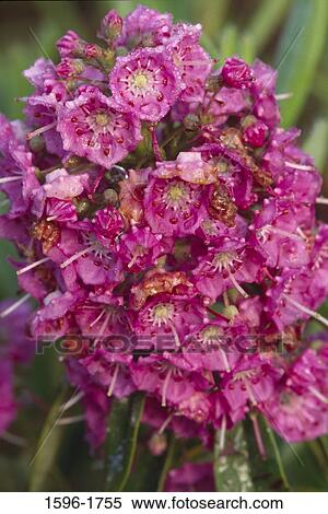 Close-up of a bunch of Sheep-Laurel (Kalmia angustifolia), Massasoit State Park, Massachusetts, USA View Large Photo Image Stock Photography - Close-up of a bunch of Sheep-Laurel (Kalmia angustifolia), Massasoit State Park, Massachusetts, USA. Fotosearch